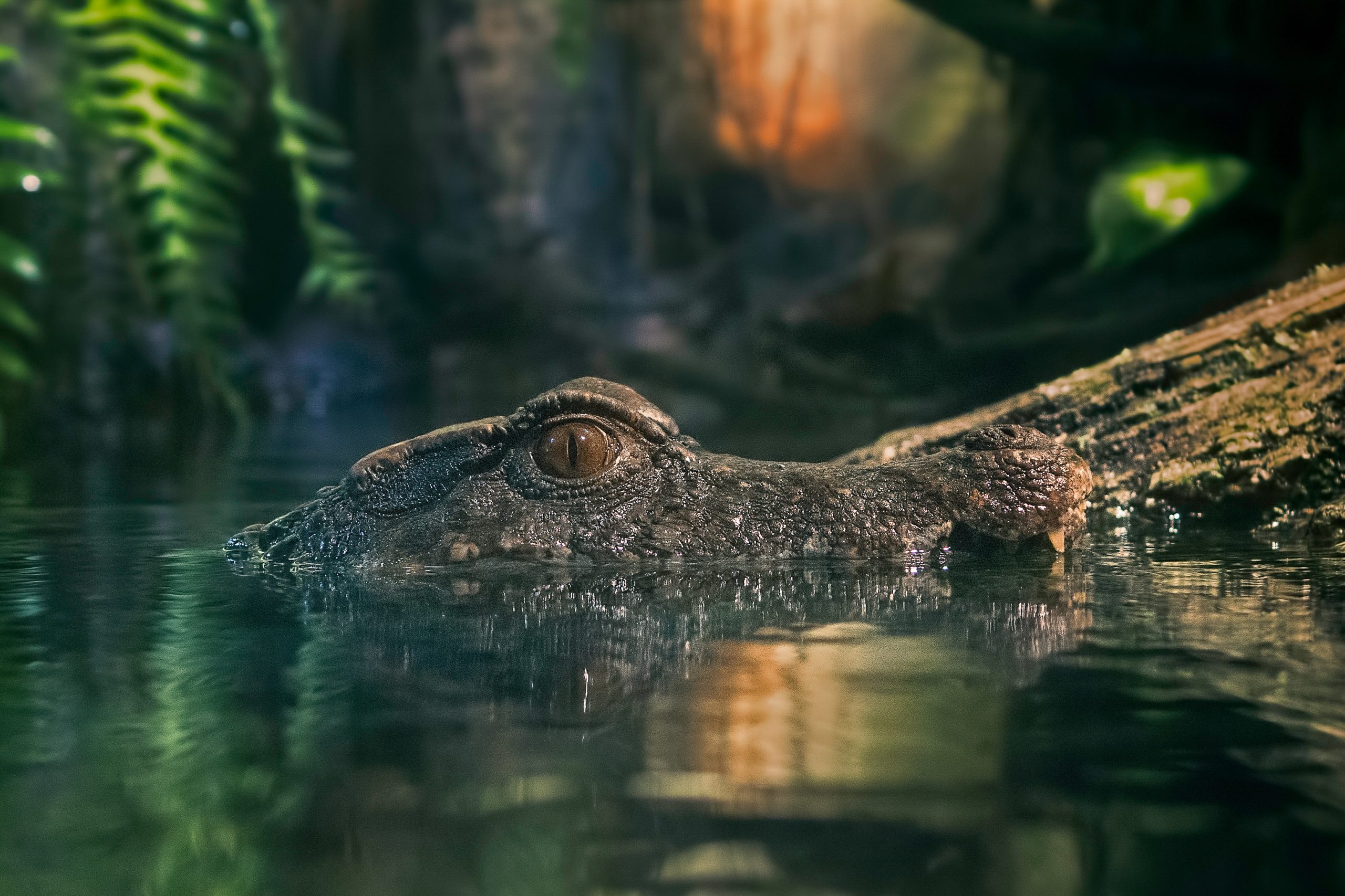 Less Crocdile Jungle Crocodile
